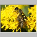 Ectemnius continuus - Grabwespe w01b 9mm mit Fliege - Sandgrube Niedringhaussee-det.jpg